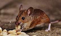 24 Hour & Emergency Exterminators in Lexington, NC